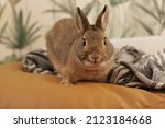 Dutch dwarf rabbit color agouti