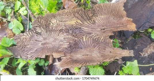 Dutch Elm Disease Beetle Bark Pattern