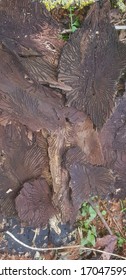 Dutch Elm Disease Beetle Bark Pattern