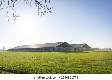 Dutch farm for animals, a big modern industrial building on the countryside in North Brabant, The Netherlands on a cold sunny day and a blue sky. Green grassfield and a lens flare because of the sun