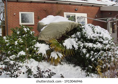 Dutch Garden In Winter With A Windmill Palm, Trachycarpus Fortunei Covered With Special Cloth Against Frost. Covered With Snow. Netherlands, February