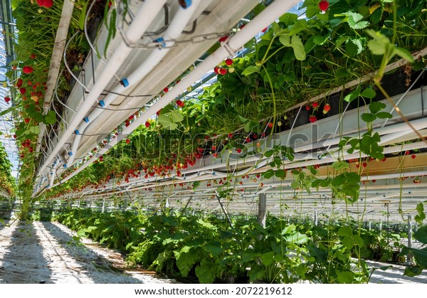 Dutch glass greenhouse, cultivation\
of strawberries, rows with growing strawberries\
plants
