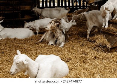 Dutch goat with horns lying down at a goat farm inside a barn on straw - Powered by Shutterstock
