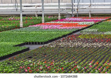 Dutch greenhouse with cultivation of colorful begonia and violet flowers