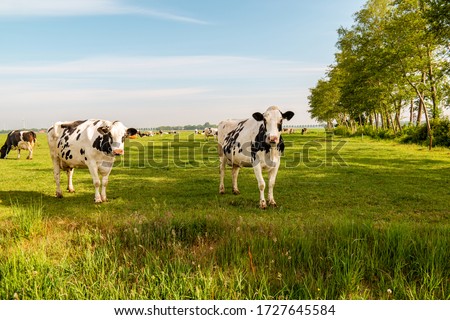 Dutch group of cows outside during sunny Spring weather in the Netherlands Noordoostpolder Flevoland Stock photo © 