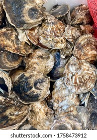 Dutch Island Oysters. Jamestown, Rhode Island. Ocean State Shellfish Co Op.