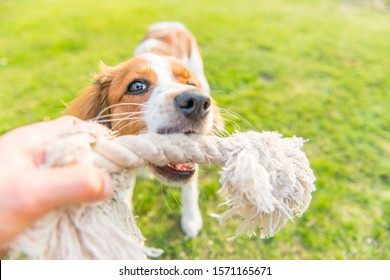 Dutch Kooiker Dog Playing With Toy