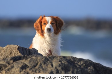 Dutch Kooikerhondje Dog On A Beach In Denmark