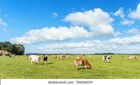Dutch landscape farming cows on the green land with beautiful clouds ,Brown and White cows in the meadow, Noordoostpolder Flevoland Netherlands