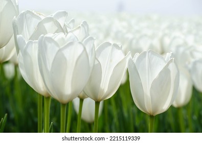  Dutch Landscape. Dutch Tulip Fields. Nederland