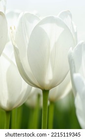 Dutch Landscape. Dutch Tulip Fields. Nederland