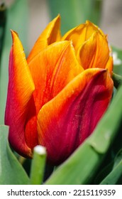 Dutch Landscape. Dutch Tulip Fields. Nederland