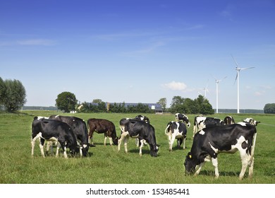 Dutch Meadow With Cows On A Farm,with Wind Turbines And Solar Energy Background