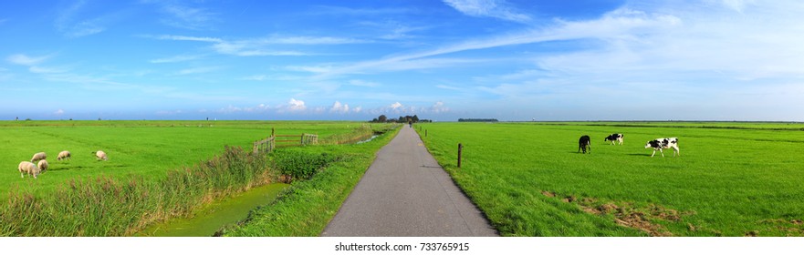 Dutch meadow panoramic landscape. Cobblestone road going through the pastures of green juicy grass. Dutch breed cows and sheep grazing. Netherlands. Remembering the Europe travel 