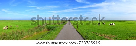 Dutch meadow panoramic landscape. Cobblestone road going through the pastures of green juicy grass. Dutch breed cows and sheep grazing. Netherlands. Remembering the Europe travel 