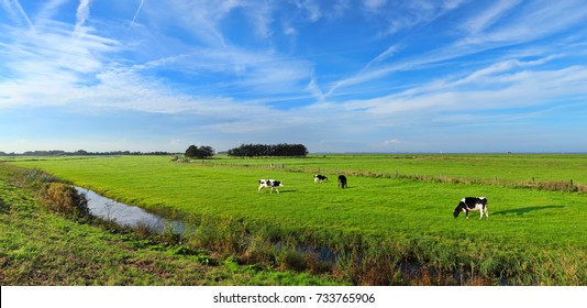 Dutch meadow panoramic landscape with traditional water canals. Pastures of green juicy grass. Dutch breed cows and sheep grazing. Netherlands. Remembering the Europe travel