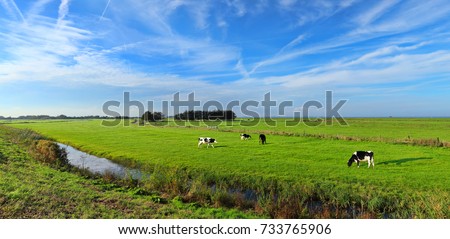 Dutch meadow panoramic landscape with traditional water canals. Pastures of green juicy grass. Dutch breed cows and sheep grazing. Netherlands. Remembering the Europe travel