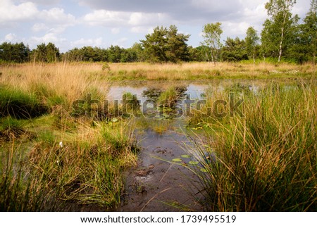 Dutch nature landscape with fen at Kampina near Boxtel in Noord Brabant