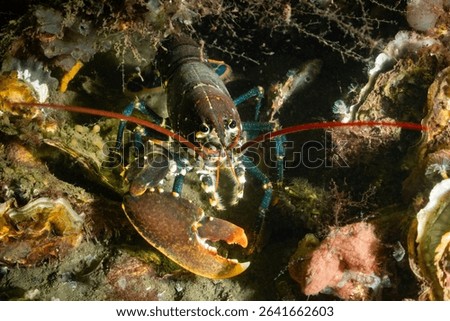 Dutch Oosterschelde lobster in natural wild cold water environment. Underwater animal with claw extended visible to scuba diver. Aquatic marine life in the Netherlands on dive site Frans Kok Rif