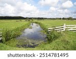 Dutch pasture landscape in summer in North Holland near Bergen. Ditch, meadows, fence. Dunes, forest in the distance. Late summer, September. Netherlands