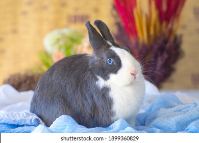 Dutch Rabbit White Black On Floor Stock Photo 1899360829 | Shutterstock