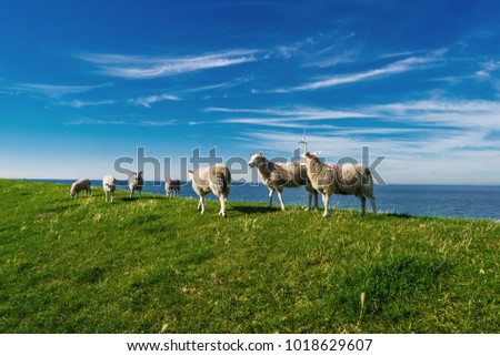 dutch sheeps on the dike, Lambs and Sheep on the dutch dike by the lake IJsselmeer,Spring views , Netherlands 