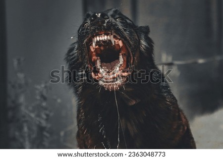 Dutch Shepherd barking and snarling 