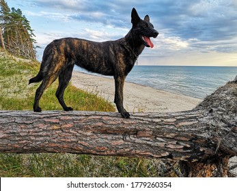 Dutch Shepherd Dog On The Old Tree