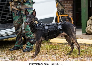 Dutch Shepherd Police Dog Wearing Vest And Harness