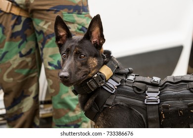 Dutch Shepherd Police Dog Wearing Vest And Harness