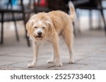 Dutch Smoushond (Hollandse Smoushond, Dutch Ratter) wandering the streets of the city. Hollandse smoushond is a breed of hunting dogs.