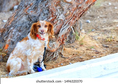 The Dutch Spaniel Kooiker Hound, Fiery Red, Sits In The Park Near The Trunk Of A Large Pine Tree And Carefully Watches What Is Happening.