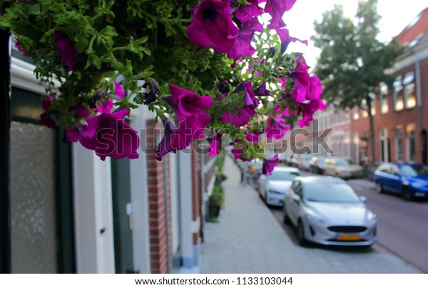 Dutch street with\
cars, sidewalk and flowers in a nineteenth-century neighborhood in\
Arnhem in summertime