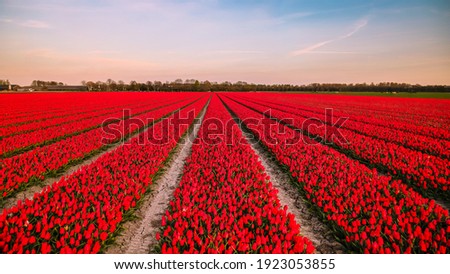 A Dutch tulip field with rows of red tulips in bloom in the polder Flevoland in spring.