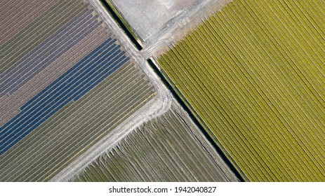 Dutch Tulip Fields Aerial View Netherlands