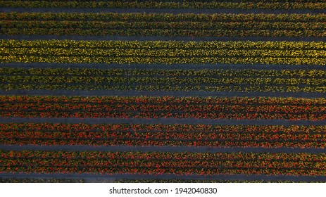 Dutch Tulip Fields Aerial View Netherlands