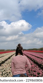 Dutch tulip fields in spring