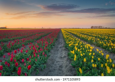 Dutch Tulip Fields At Sunset