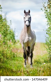 Dutch Warmblood Breed Horse Outdoors