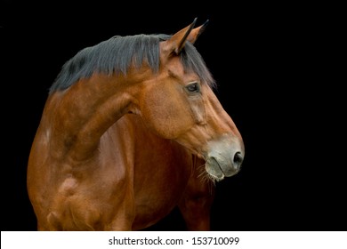 Dutch Warmblood Police Horse