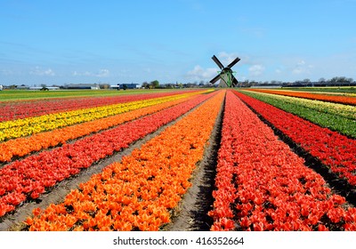 Dutch windmill and colorful tulips flowers in Holland, Netherlands