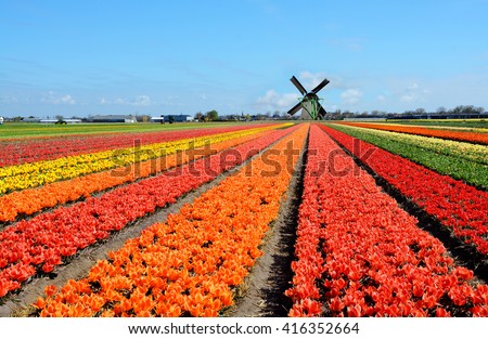 Dutch windmill and colorful tulips flowers in Holland, Netherlands