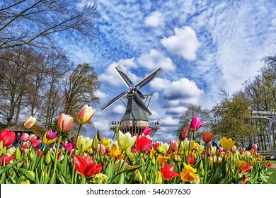 Dutch windmill and colorful tulips in spring garden of flowers Keukenhof, Holland, Netherlands.