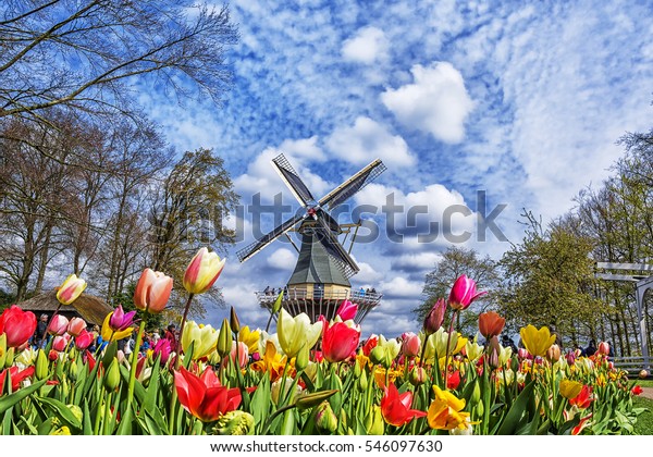 オランダ オランダ ケウケンホフの花の春の庭に オランダの風車とカラフルなチューリップ の写真素材 今すぐ編集