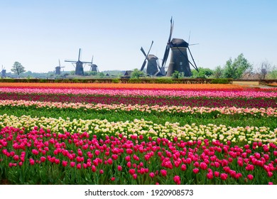 103,667 Tulip fields netherlands Images, Stock Photos & Vectors ...