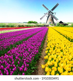 Dutch Windmill Over Colorful Violet And Yellow Tulips Field, Holland