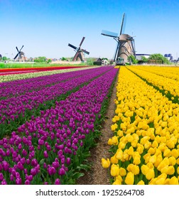 Dutch Windmill Over Colorful Violet And Yellow Tulips Field, Holland