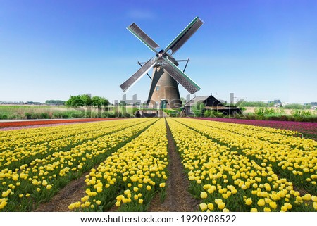 dutch windmill over colorful yellow tulips field, Holland
