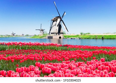 dutch windmill over pink tulips field , Holland