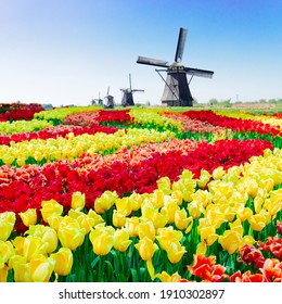 Dutch Windmill Over Red And Yellow Tulips Field, Holland